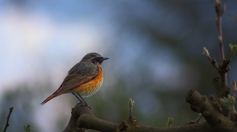 Common redstart phoenicurus phoenicurus bird garden