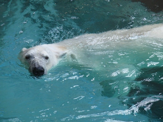 Polar bear 74383