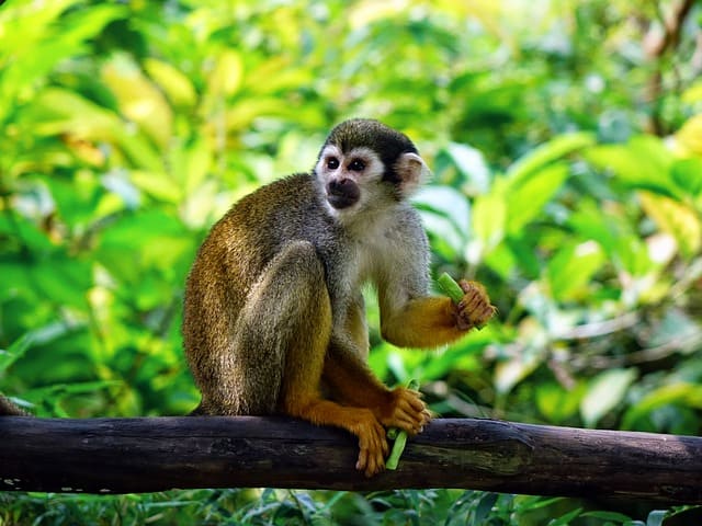 Squirrel monkey 505191