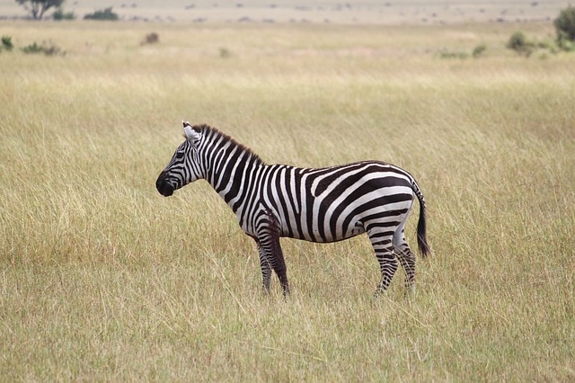 Zebra 1046261
